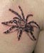 Tattoo Vogelspinne