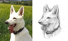 Portrait Schäferhund